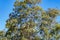 Eucalyptus tree against blue Australian sky filled with white cockatoos