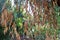 Eucalyptus tree branch with dried leaves