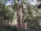 Eucalyptus tree that grows tall in the forest