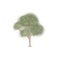 Eucalyptus tree. Hand drawn illustration on white background isolated