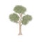 Eucalyptus tree. Hand drawn illustration on white background isolated