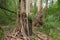 Eucalyptus tree peeling bark in a forest