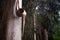 Eucalyptus tree peeling brown bark in a forest