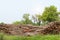 Eucalyptus tree, Pile of wood logs