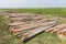 Eucalyptus tree, Pile of wood logs for industry