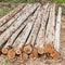 Eucalyptus tree, Pile of wood logs for industry