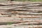 Eucalyptus tree, Pile of wood logs for industry
