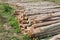 Eucalyptus tree, Pile of wood logs ready