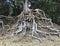 Eucalyptus Tree Roots at Haena Beach