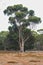 Eucalyptus Tree standing in Serendipity Sanctuary, Lara, Victoria, Australia