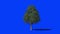 Eucalyptus Tree timelapse growing, Blue Screen Chromakey