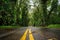 Eucalyptus tree tunnel near Koloa Town on Kauai