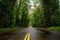 Eucalyptus tree tunnel near Koloa Town on Kauai