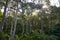 Eucalyptus trees in Australia