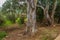 Eucalyptus trees in Ein Mata spring, the lower Judaean Mountains