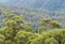 Eucalyptus trees growing in Gondwana rainforest in Springbrook National Park