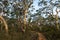 Eucalyptus trees lining up a trail in the Australian bush
