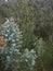 Eucalyptus trees in Madeira