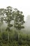 Eucalyptus trees in the mist # 1