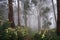 eucalyptus trees in misty morning, with flowers blooming