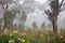 eucalyptus trees in misty morning, with flowers blooming