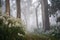 eucalyptus trees in misty morning, with flowers blooming