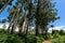 Eucalyptus trees in nature. tall trees against a blue sky. tropical plant