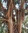 Eucalyptus Trees with Peeling Bark