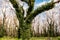 Eucalyptus trees recovering after bushfire season