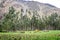 Eucalyptus trees in the Sacred Valley of the Incas, Cusco, Peru