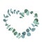 Eucalyptus tropical plant in form of heart on white background. Flat tropic border.