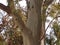 Eucalyptus trunk