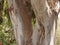 Eucalyptus trunk