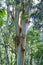 Eucalyptus, the trunk of a tall tree