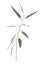 Eucalyptus twig with long leaf on white background