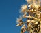 Eucalyptus white flowers against blue sky