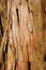 Eucalyptus wood bark texture