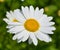 Eucanthemum vulgare, ox-eye daisy or oxeye daisy