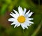 Eucanthemum vulgare, ox-eye daisy or oxeye daisy is a widespread flowering plant native to Europe