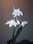 Eucharis - Amazonian lily flowers of a bulbous plant