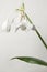 Eucharis grandiflora