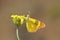 The Euchloe ziayani butterfly on flower , butterflies of Iran