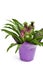 Eucomis \'Aloha Lily Leia\'