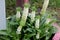 Eucomis autumnalis, Autumn pineapple flower