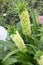 Eucomis autumnalis, Autumn pineapple flower