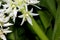 Eucomis autumnalis, Autumn pineapple flower, Autumn pineapple lily