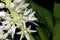 Eucomis autumnalis, Autumn pineapple flower, Autumn pineapple lily