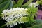 Eucomis autumnalis, Autumn pineapple flower, Autumn pineapple lily