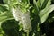 Eucomis autumnalis, Autumn pineapple flower, Autumn pineapple lily