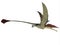 Eudimorphodon over White